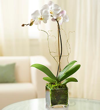 White Phalaenopsis Orchid