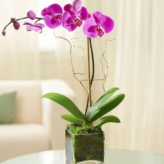 Purple Phalaenopsis Orchid