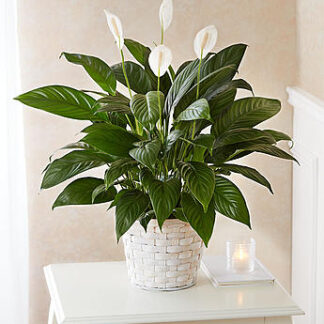 Peace Lily